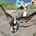 Blue-footed Booby